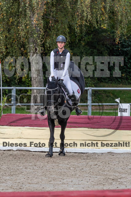 Goldene Schärpe 2020 - Pferde