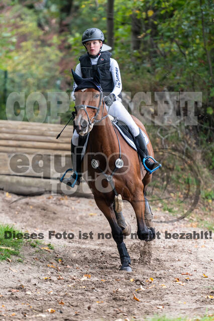 Goldene Schärpe 2020 - Pferde