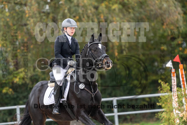 Goldene Schärpe 2020 - Pferde