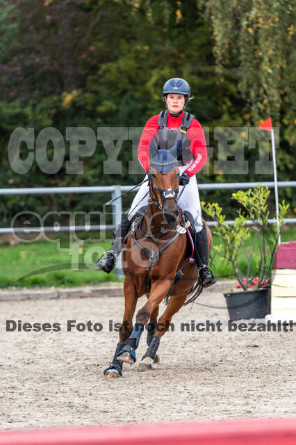 Goldene Schärpe 2020 - Pferde