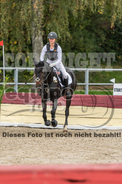 Goldene Schärpe 2020 - Pferde