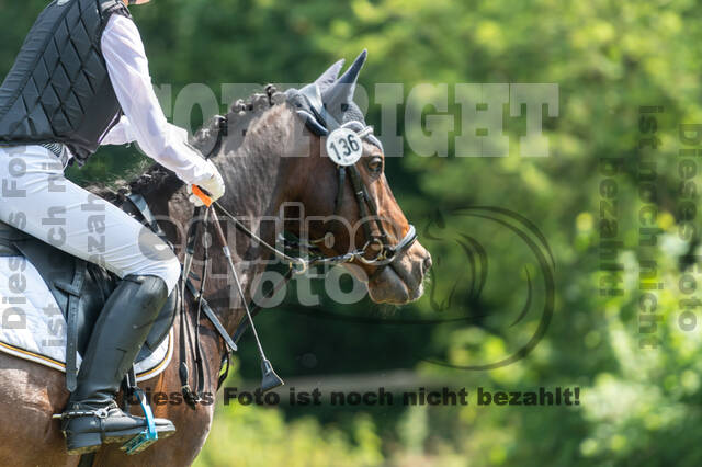 Goldene Schärpe 2021 - Ponys