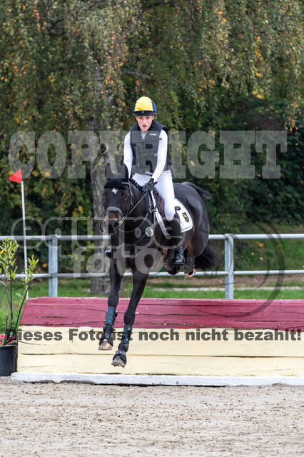 Goldene Schärpe 2020 - Pferde