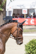 European Championship Eventing 2017