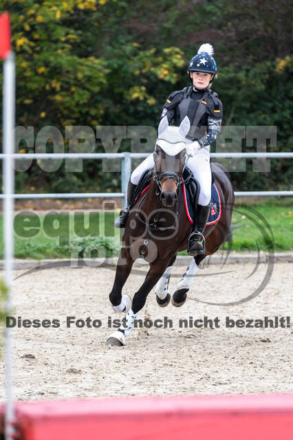 Goldene Schärpe 2020 - Pferde