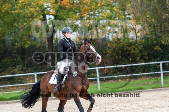 Goldene Schärpe 2020 - Pferde