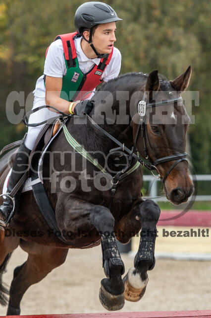 Goldene Schärpe 2020 - Pferde