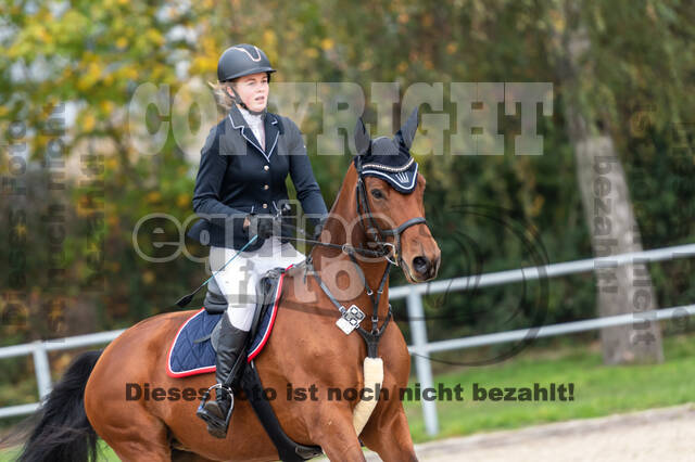 Goldene Schärpe 2020 - Pferde