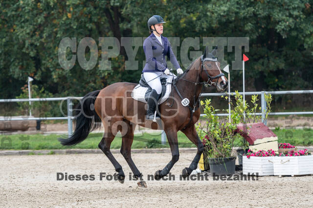 Goldene Schärpe 2020 - Pferde