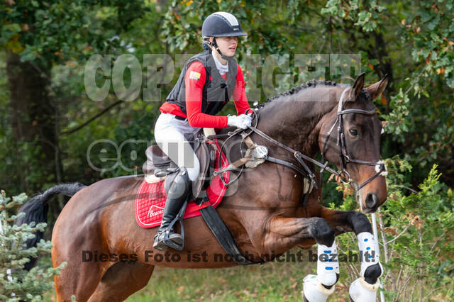 Goldene Schärpe 2020 - Pferde