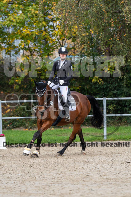 Goldene Schärpe 2020 - Pferde