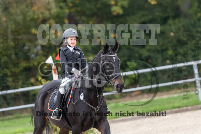 Goldene Schärpe 2020 - Pferde