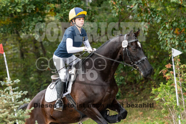 Goldene Schärpe 2020 - Pferde