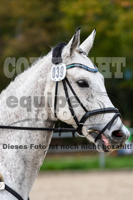 Goldene Schärpe 2020 - Pferde