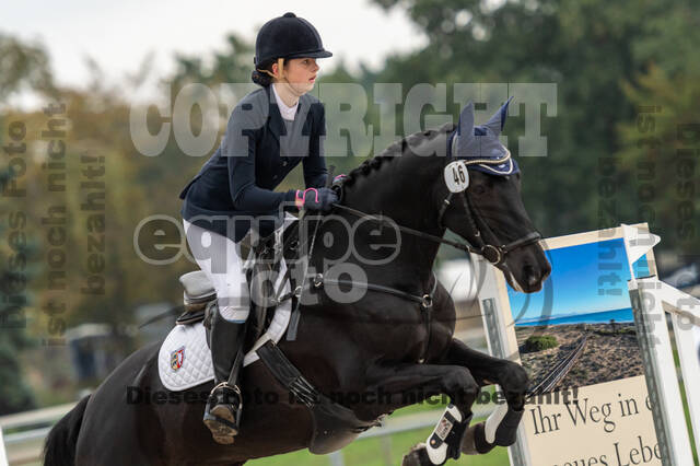 Goldene Schärpe 2020 - Pferde