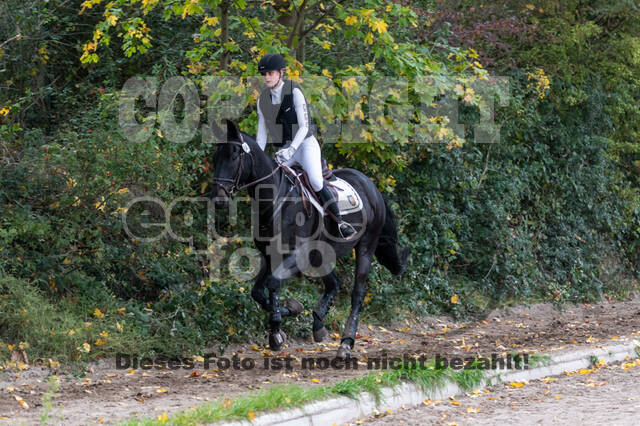 Goldene Schärpe 2020 - Pferde