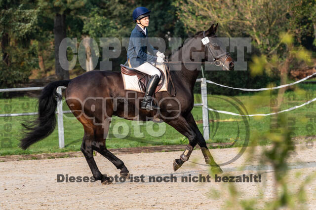 Goldene Schärpe 2020 - Pferde