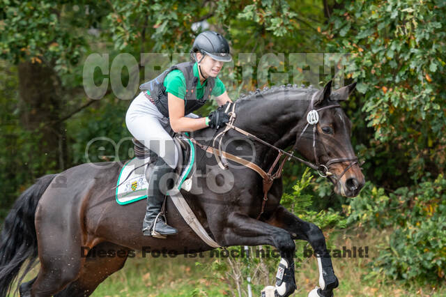 Goldene Schärpe 2020 - Pferde