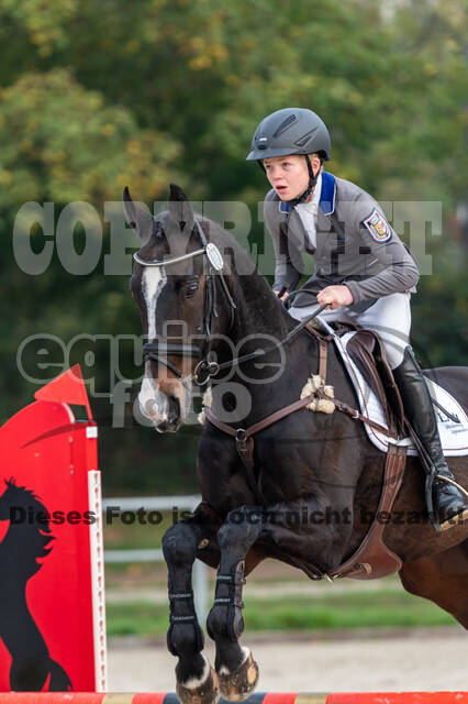 Goldene Schärpe 2020 - Pferde