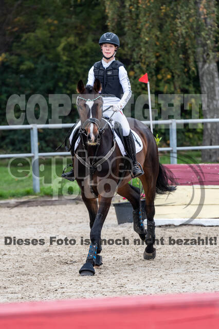 Goldene Schärpe 2020 - Pferde