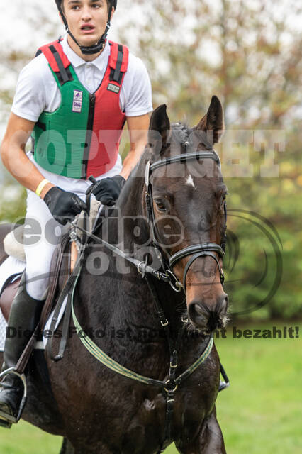 Goldene Schärpe 2020 - Pferde