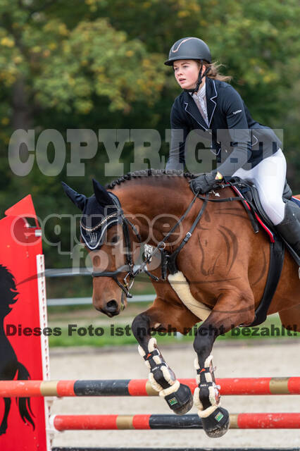 Goldene Schärpe 2020 - Pferde