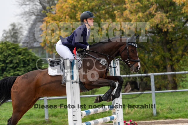 Goldene Schärpe 2020 - Pferde