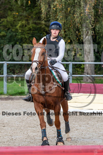 Goldene Schärpe 2020 - Pferde