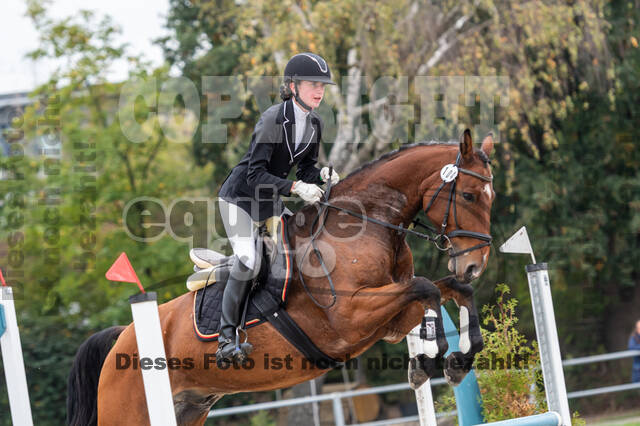 Goldene Schärpe 2020 - Pferde