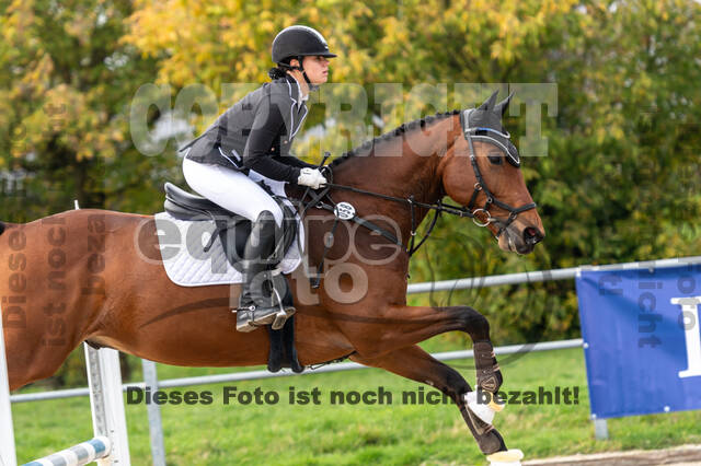 Goldene Schärpe 2020 - Pferde