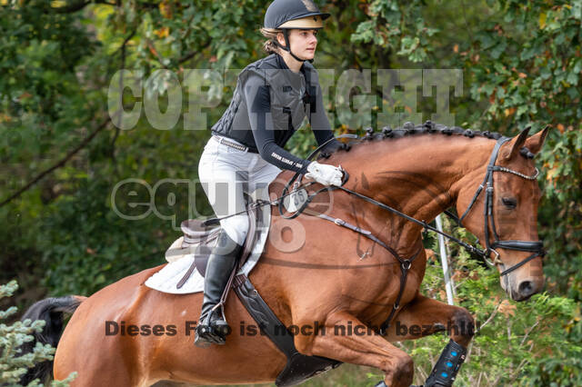 Goldene Schärpe 2020 - Pferde