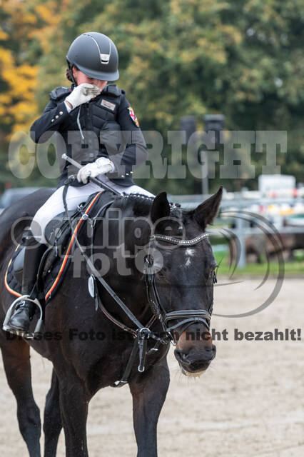 Goldene Schärpe 2020 - Pferde