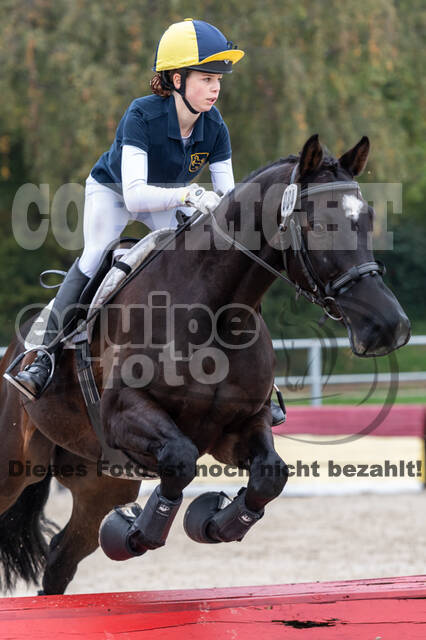 Goldene Schärpe 2020 - Pferde