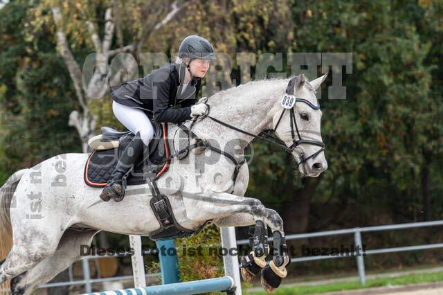 Goldene Schärpe 2020 - Pferde