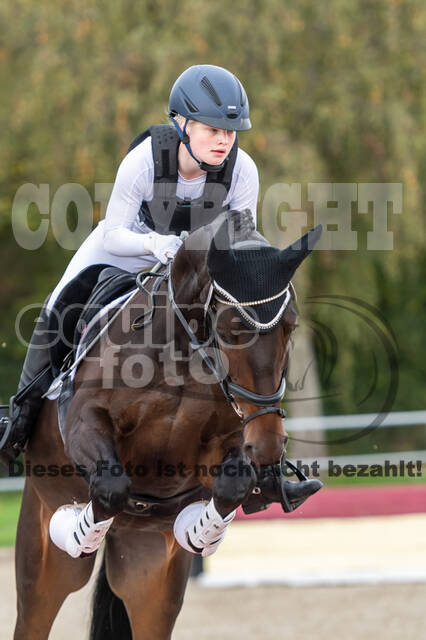 Goldene Schärpe 2020 - Pferde