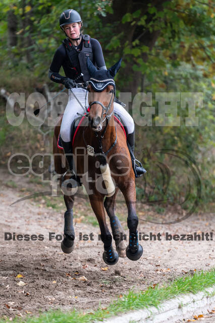 Goldene Schärpe 2020 - Pferde