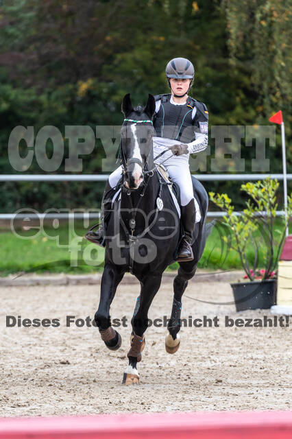 Goldene Schärpe 2020 - Pferde