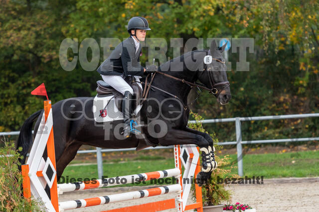 Goldene Schärpe 2020 - Pferde