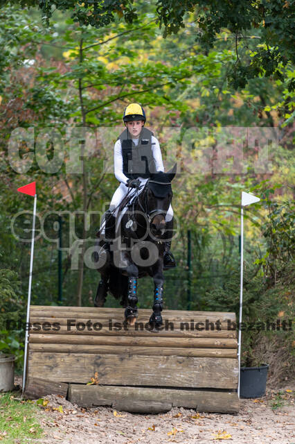 Goldene Schärpe 2020 - Pferde