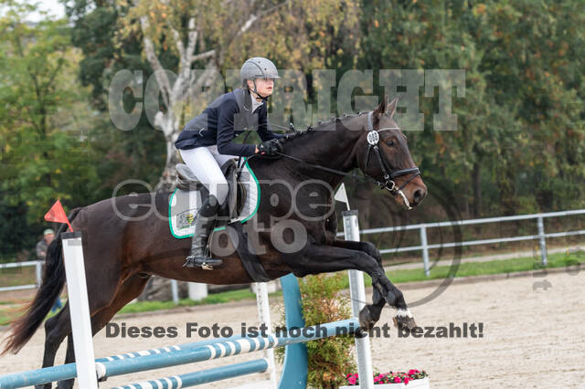 Goldene Schärpe 2020 - Pferde