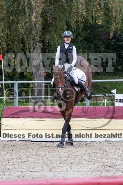 Goldene Schärpe 2020 - Pferde