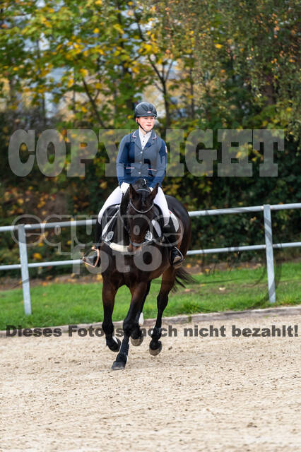 Goldene Schärpe 2020 - Pferde