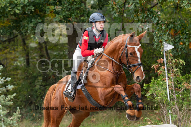 Goldene Schärpe 2020 - Pferde