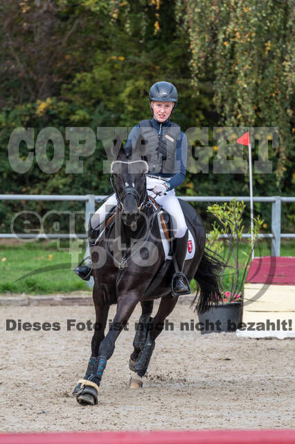 Goldene Schärpe 2020 - Pferde