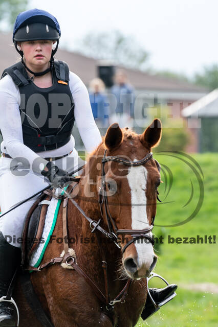 Goldene Schärpe 2020 - Pferde