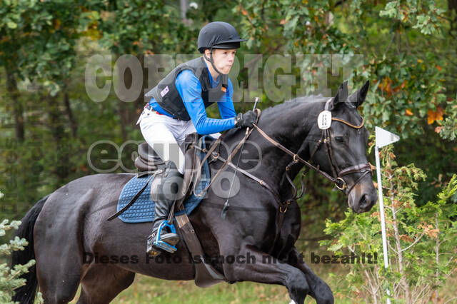 Goldene Schärpe 2020 - Pferde