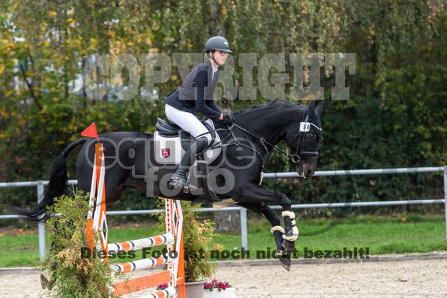 Goldene Schärpe 2020 - Pferde