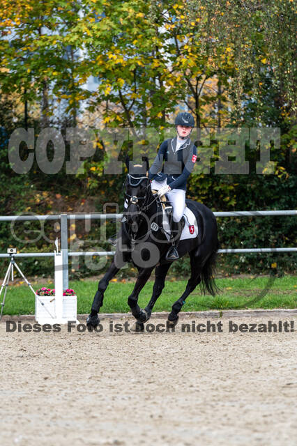 Goldene Schärpe 2020 - Pferde