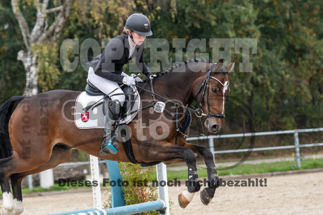 Goldene Schärpe 2020 - Pferde