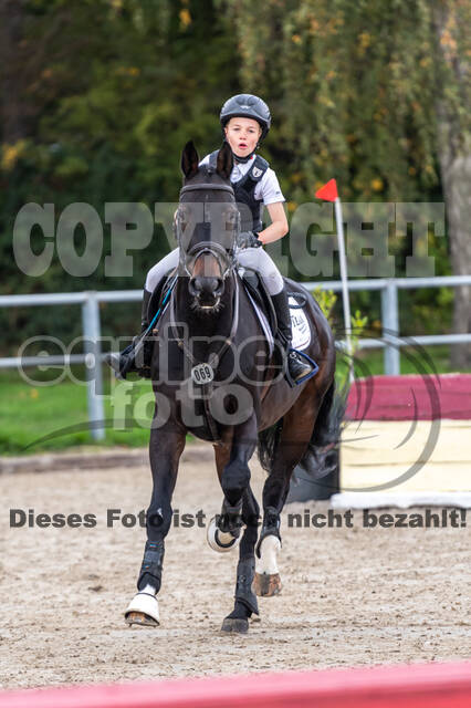 Goldene Schärpe 2020 - Pferde